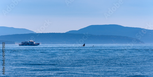 Whale watching boat close to a jumping Orca.