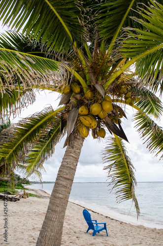 Palm trees, coconuts and a waiting beach chair, paradise in Grand Cayman, Cayman Islands