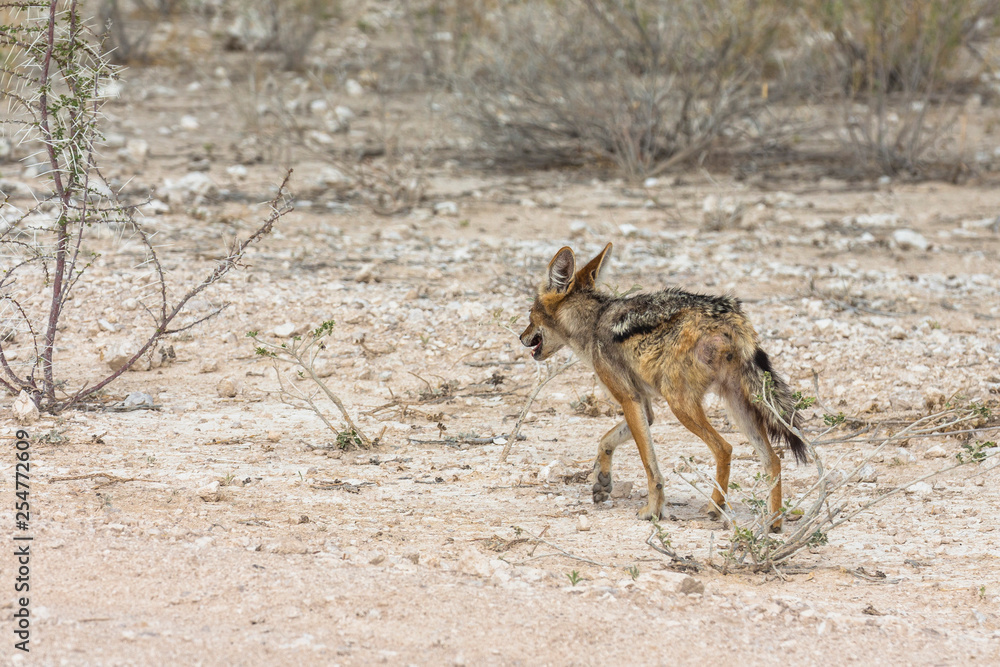 Fototapeta premium Lonely fox in steppe of Etosha Park, Namibia