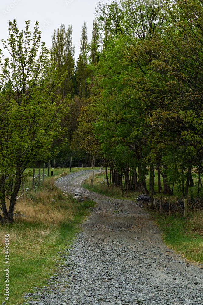 path in the forest leading into the wild