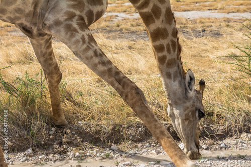 Giraffe drinking water in Etosha Park, Namibia