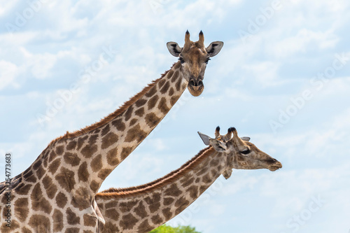 Two giraffes in Etosha National Park