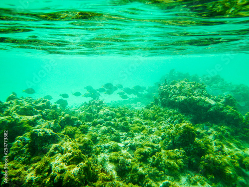 Blue tang look like ghosts as they swim on the reef in Grand Cayman, Cayman Islands