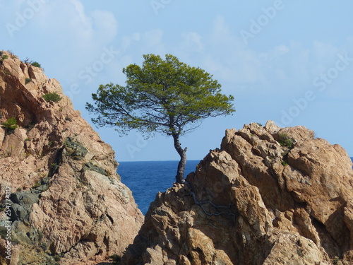 Pinie zwischen zwei Felsen mit Meer und Himmel in Tossa de Mar