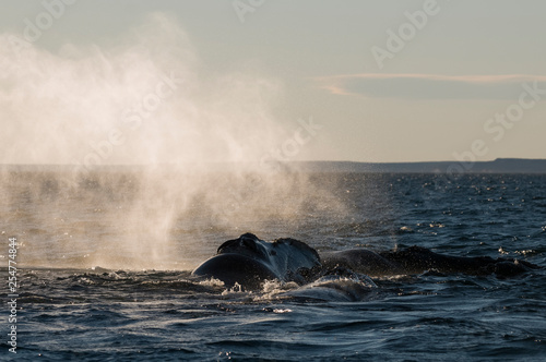 Whale breathing, Peninsula Valdes,, Patagonia, Argentina