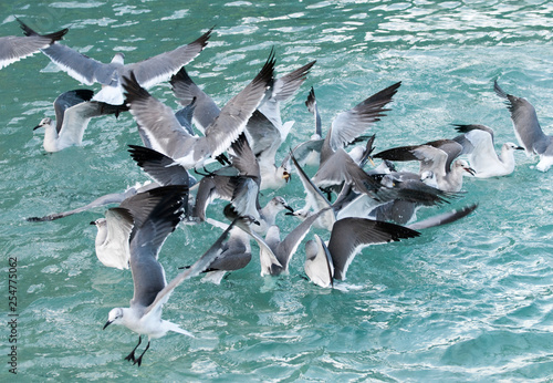 Feeding Group of Seagulls