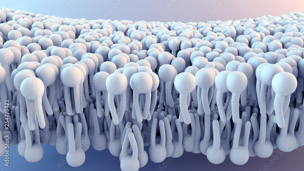 Fototapeta premium Cell Membrane structure in motion