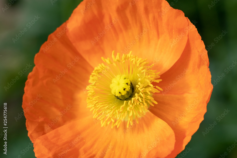 Corn poppy, Otsu no Sato Road Station, Minami Boso City, Chiba Prefecture, Japan Corn poppy, Otsu no Sato Road Station, Minami Boso City, Chiba Prefecture, Japan