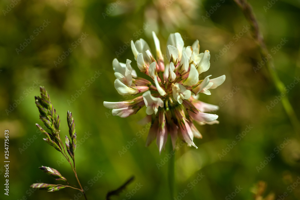 Flowers on natural background Flowers on natural background