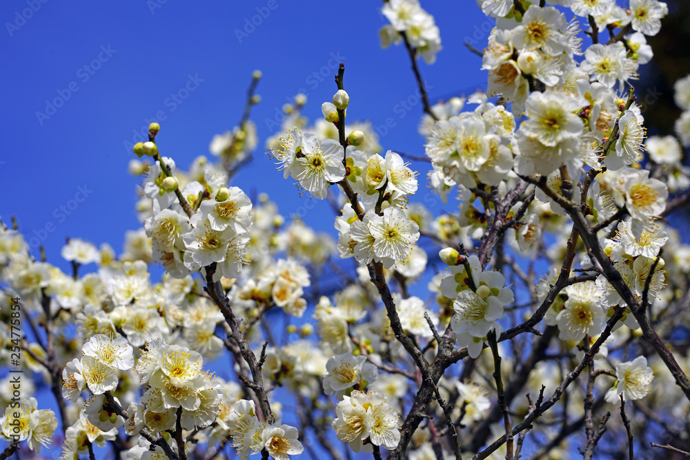 White flower blooms of the Japanese ume apricot tree, prunus mume, in winter in Japan White flower blooms of the Japanese ume apricot tree, prunus mume, in winter in Japan