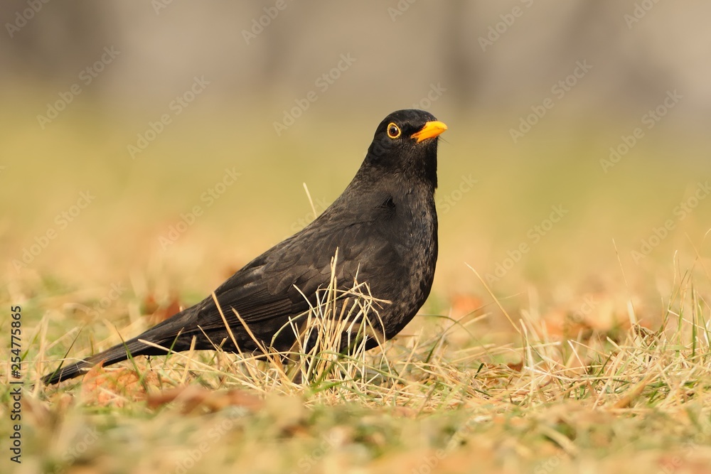 Eurasian Blackbird - Turdus merula species of true thrush. It breeds in Europe, Asia, and North Africa, and has been introduced to Australia and New Zealand Eurasian Blackbird - Turdus merula species of true thrush. It breeds in Europe, Asia, and North Africa, and has been introduced to Australia and New Zealand