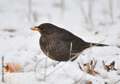 Eurasian Blackbird - Turdus merula  species of true thrush. It breeds in Europe, Asia, and North Africa, and has been introduced to Australia and New Zealand