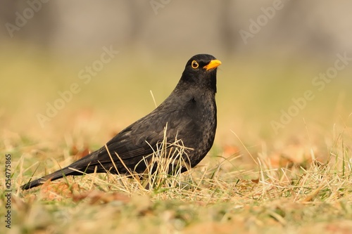 Eurasian Blackbird - Turdus merula species of true thrush. It breeds in Europe, Asia, and North Africa, and has been introduced to Australia and New Zealand