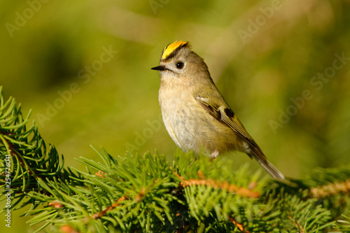 Goldcrest - Regulus regulus sitting on the branch of the spruce. very small passerine bird in the kinglet family. Its colourful golden crest feathers gives rise to its names © phototrip.cz