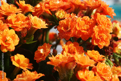 Wallpaper Mural Delirio floral naranja Torontodigital.ca