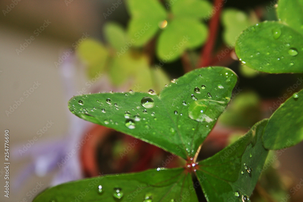 custom made wallpaper toronto digitalTrebol corazón