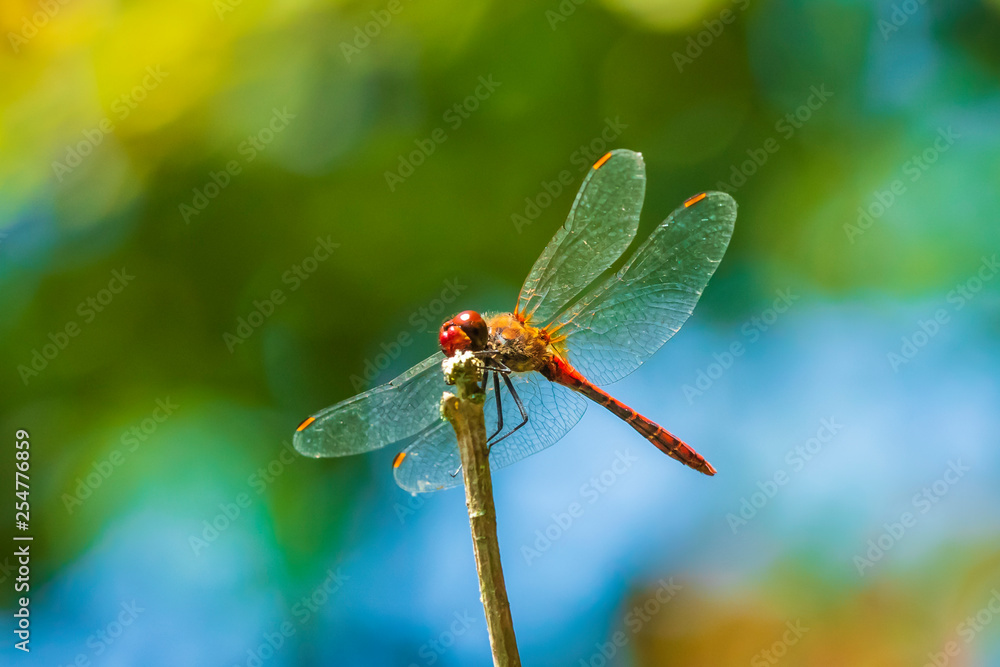 Closeup of a red male Ruddy darter (Sympetrum sanguineum) resting in sunlight in a meadow Closeup of a red male Ruddy darter (Sympetrum sanguineum) resting in sunlight in a meadow