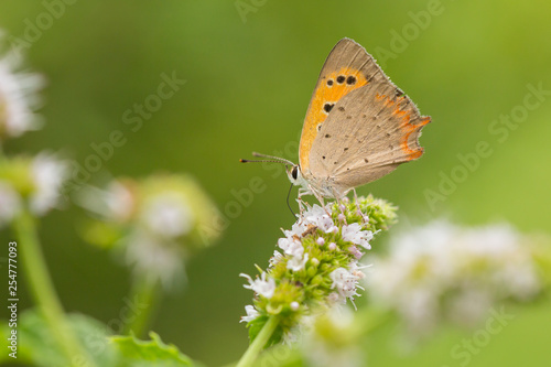 Small copper or common copper butterfly, Lycaena phlaeas, mating, pollinating and feeding nectar © Sander Meertins