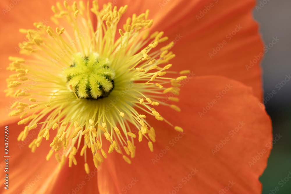 Corn poppy, Otsu no Sato Road Station, Minami Boso City, Chiba Prefecture, Japan Corn poppy, Otsu no Sato Road Station, Minami Boso City, Chiba Prefecture, Japan