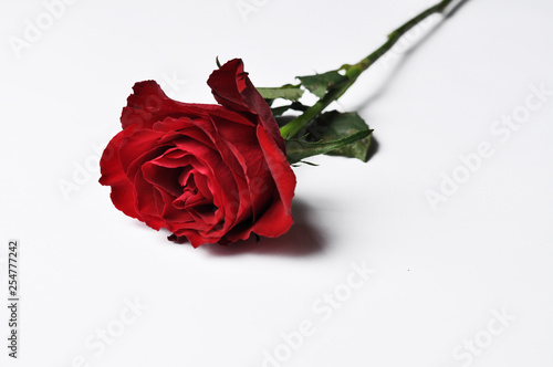 Fototapeta Naklejka Na Ścianę i Meble -  Beautiful red rose isolated on a white background.Red rose with green leaves.Copy space