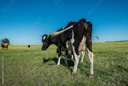 Dairy cows in pampas landscape,Patagonia