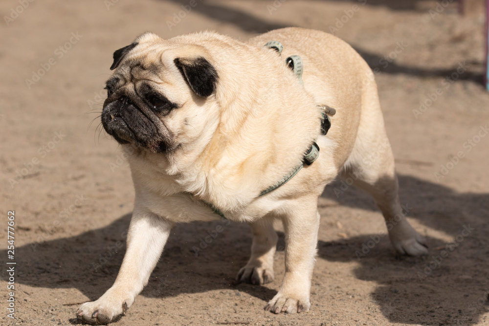 Small cute beige dog pug walks on a walk on the light sand and looks at the photographer. Sunny day. Close-up.