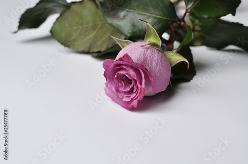 Beautiful  rose isolated on a white background.Rose with green leaves.Copy space