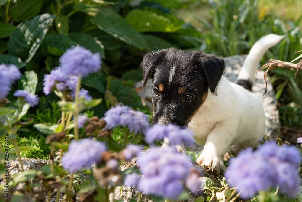 Obraz premium Small charming Jack Russell 7,5 weeks old old. Zoung dog puppy standing outdoor in the garden in summer.