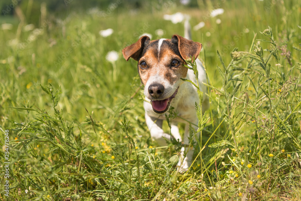 Little smiling dog is running in a blooming meadow in spring. Jack Russell Terrier 11 years old