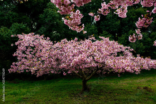 豊前の河津桜