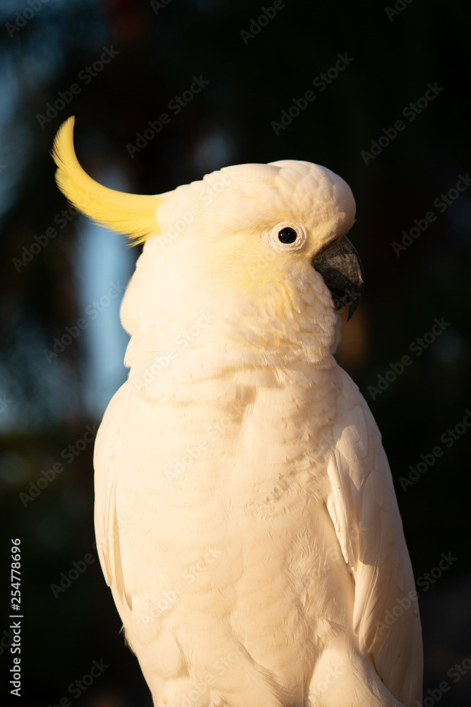 isolated male cockatoo dark background summer tropical morning head shot Gold Coast Australia isolated male cockatoo dark background summer tropical morning head shot Gold Coast Australia