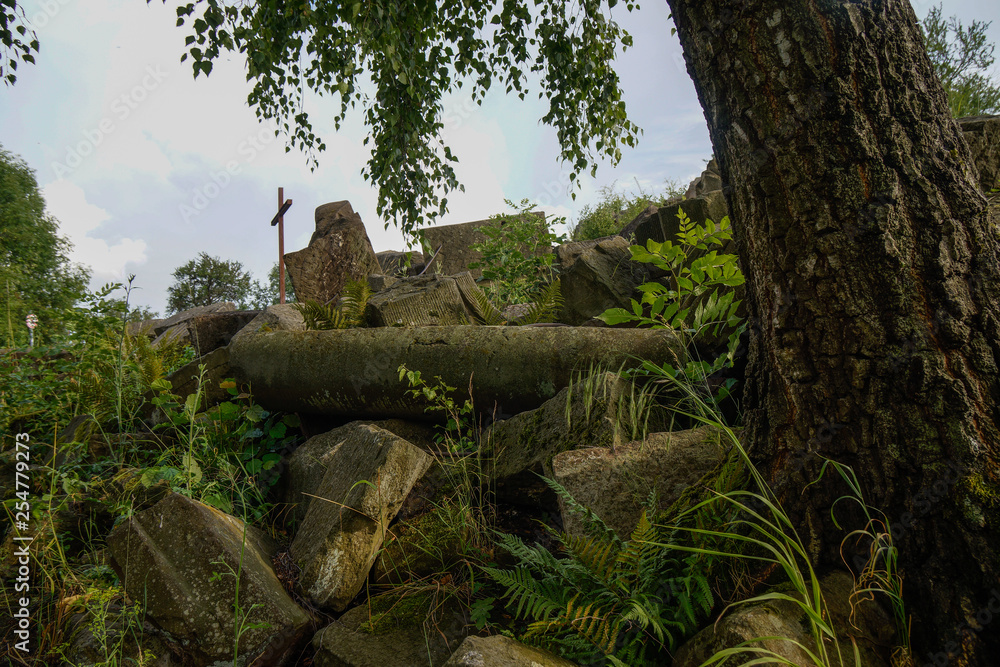 stones and tree on old rubble pile from 1945 stones and tree on old rubble pile from 1945