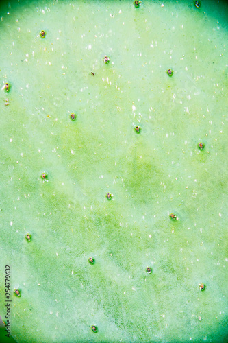 cactus leaf close-up