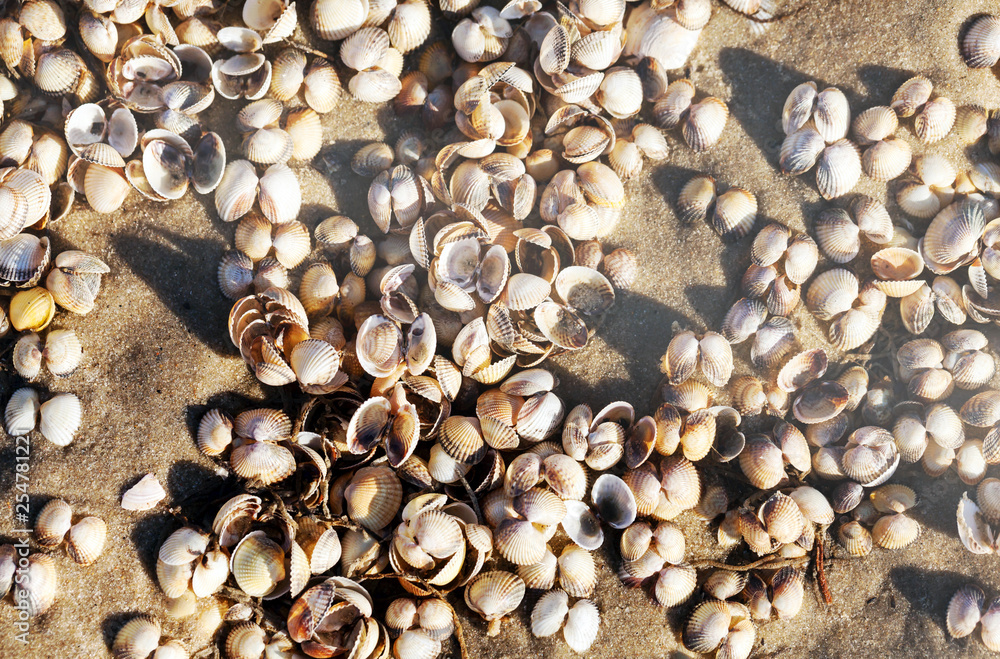 Herzmuscheln, Muschelbank an der Nordseeküste, Hintergrund