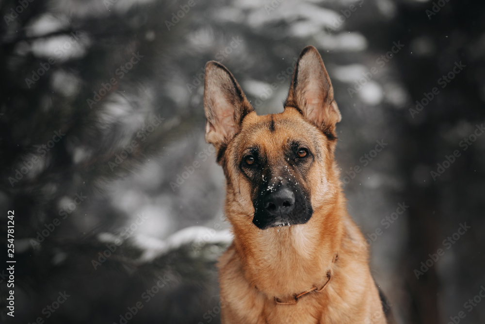 German shepherd dog looks in the winter forest German shepherd dog looks in the winter forest