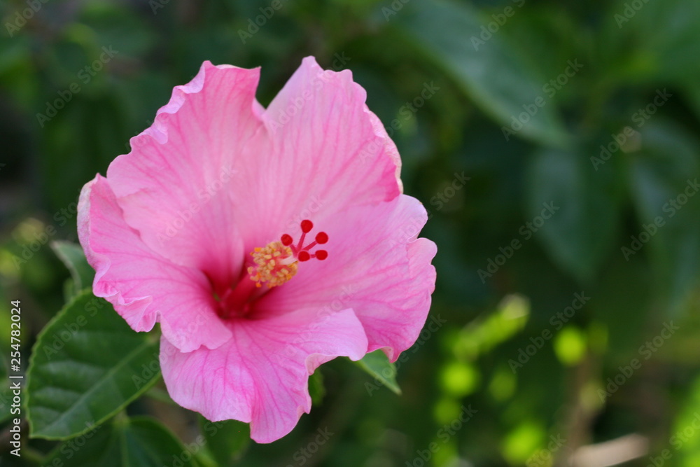 pink flower in the garden pink flower in the garden