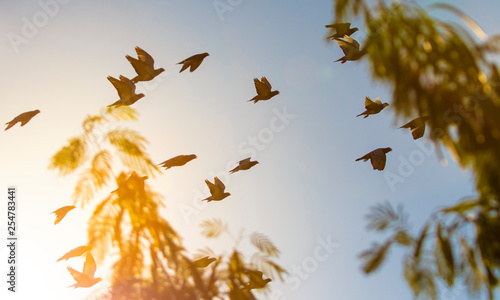 flock of homing pigeon bird flying against beautiful evening sun light © stockphoto mania