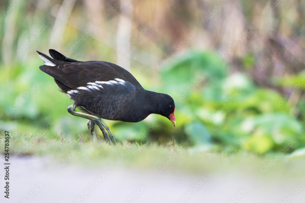 Common Moorhen, Moorhen, Gallinula chloropus Common Moorhen, Moorhen, Gallinula chloropus