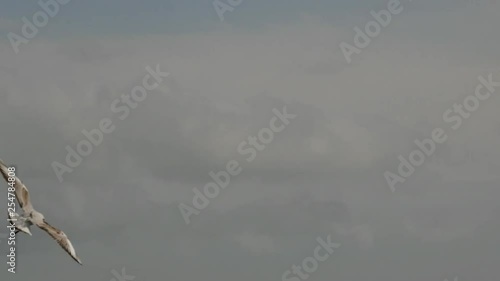 A Seagull flies over a sea bay in a cloudy and windy day