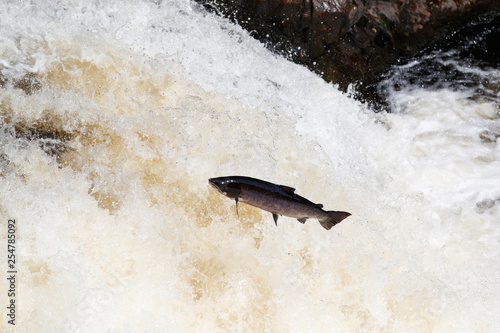 Wild Scottish atlantic salmon leaping on waterfall