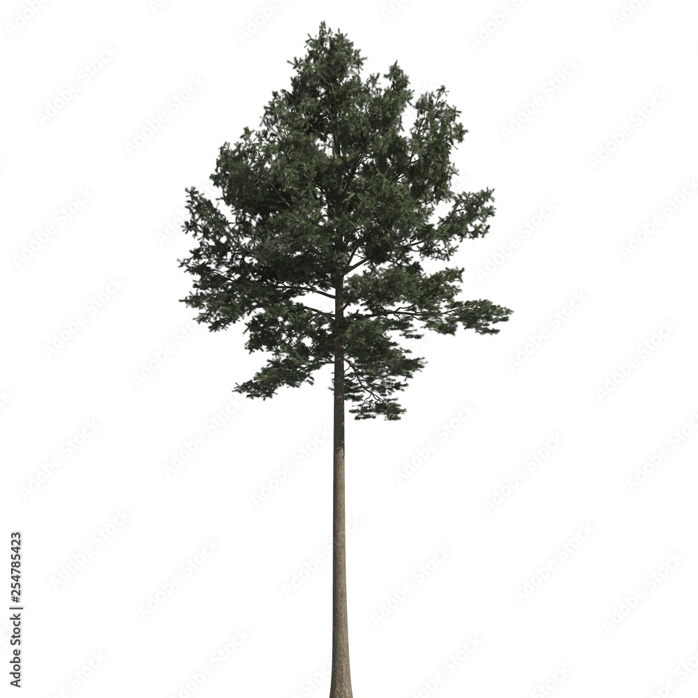 Pine tree 3d illustration isolated on the white background - obrazy, fototapety, plakaty 