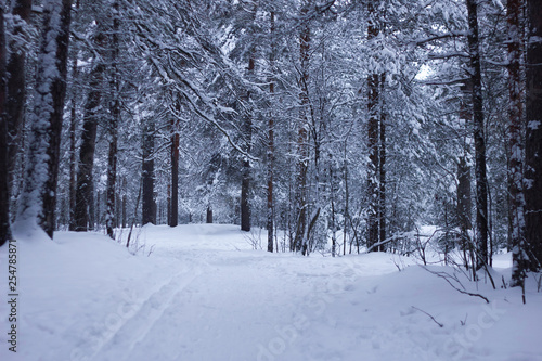 winter forest, skiing © Евгений Шемякин