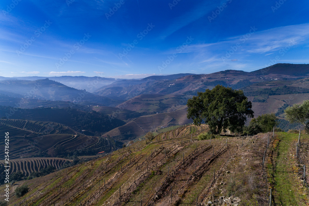 Aerial view of an olive tree and the terraced vineyards in the Douro Valley near the village of Pinhao, Portugal; Concept for travel in Portugal and most beautiful places in Portugal