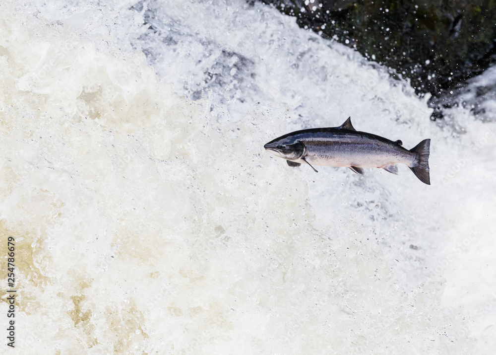 Fototapeta premium Wild Scottish atlantic salmon leaping on waterfall