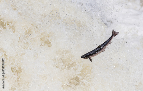 Wild Scottish atlantic salmon leaping on waterfall