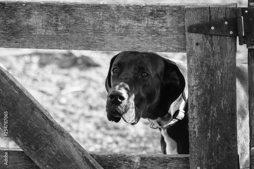 Black and white portrait of Great Dane looking through a farm gate