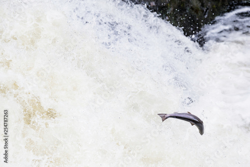 Wild Scottish atlantic salmon leaping on waterfall