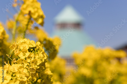 Rape blossoms and bees, Road Station Tomiura, Minamiboso City, Chiba Prefecture, Japan photo