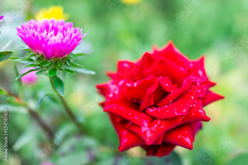 Rose Garden with macro closeup of red wet water drops open rose flowers in park during summer day and bokeh background and pink aster in flowerbed