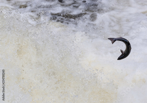 Wild Scottish atlantic salmon leaping on waterfall photo